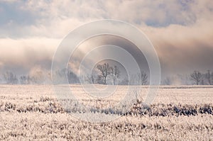 Winter landscape with spectacular heavy fog above bare trees behind field covered with frozen dry grass during sunrise