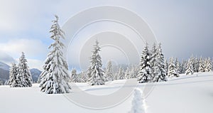 Winter landscape. Spectacular panorama is opened on mountains, trees covered with white snow, lawn and blue sky. Christmas forest