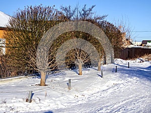 winter landscape with sphere-trimmed trees without leaves