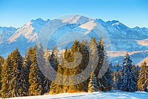 Winter landscape. Spruce forest on blue mountains background