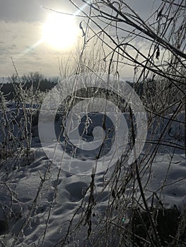 Winter landscape. The sun behind the trees near the lake.