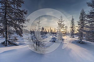 Winter landscape with sun in the frame trees covered with snow