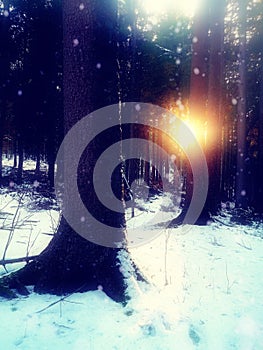 Winter landscape with sun among trees and snowflakes