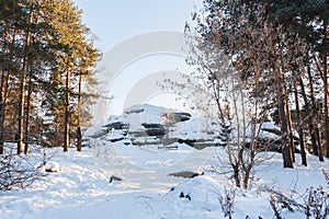 Winter landscape. Sunlit pine forest and snow-covered big stones.