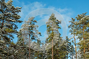 Winter landscape on a sunny day. Tops of snow-covered pines against the background of a bright blue February sky
