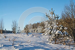 Winter landscape. Sunny day. Winter decline. The bright colors. Simple landscape. Winter forest. forest road. winter fild.