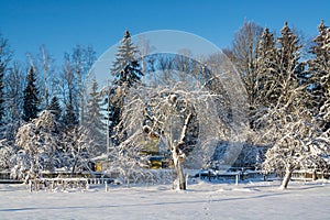 Winter landscape. Sunny day. Winter decline. The bright colors. Simple landscape. Winter forest. forest road. winter fild.