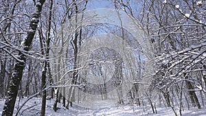 Winter Landscape on a sunny snowy quiet day in the naked forest