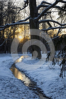 Winter landscape with sunrise and a large tree on the bank of a frozen stream