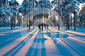 Winter landscape. Sunset.