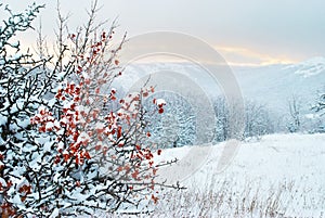 Winter landscape. Sunset.