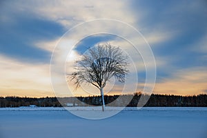 Winter landscape at sunset, bare-leaved tree and forest in the background