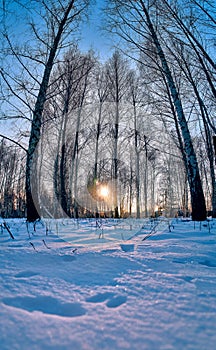 Winter landscape: Sunset in the birch forest. Golden beams of sunlight among white trunks of birch trees, snowy birch grove in