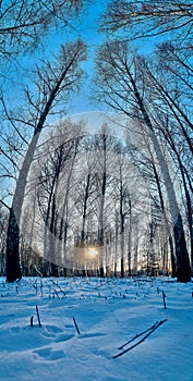 Winter landscape: Sunset in the birch forest. Golden beams of sunlight among white trunks of birch trees, snowy birch grove in