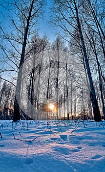 Winter landscape: Sunset in the birch forest. Golden beams of sunlight among white trunks of birch trees, snowy birch grove in