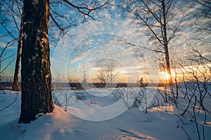 Winter landscape, sunset among the birches.