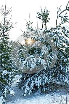 Winter landscape at sunset. Christmas trees in the snow