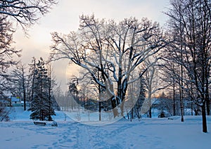 Winter landscape with sunset and the forest