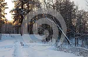 Winter landscape with sunset and the forest