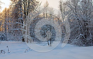 Winter landscape with sunset and the forest