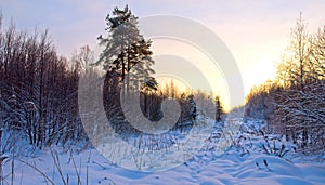 Winter landscape with sunset and the forest