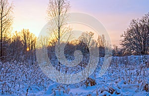 Winter landscape with sunset and the forest