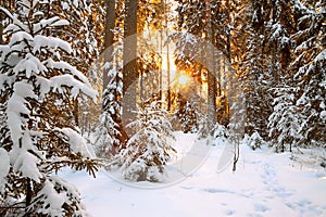 Winter landscape with sunset in the forest