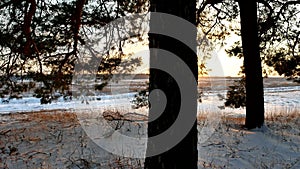 Winter landscape sunset in the forest, fabulous pine forest, christmas tree nature