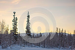 Winter landscape at sunset sunrise. Christmas trees in the bliss, forest, Park. mountains in the snow. winter.