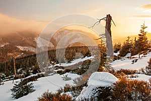 Winter landscape, sunset warm light in snowy Czech mountains with trees, Orlicke mountains, Czech republic. Beautiful winter