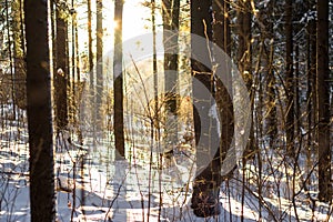 Winter landscape, sunset in the winter forest