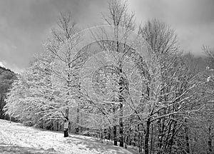 Winter landscape in Sutton mountain