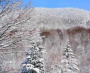 Winter landscape in Sutton mountain