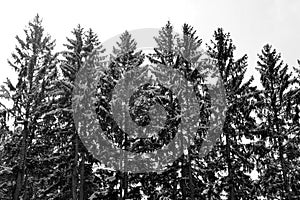 Winter landscape in Sutton mountain