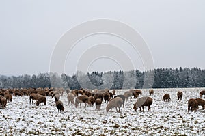 Winter landscape in swabian alb with grazing sheep