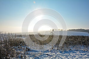 Winter landscape with teasel, sun and blue sky