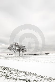 Winter landscape with three bare trees in a row