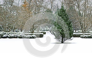 Winter landscape tree