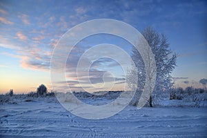 Winter landscape with tree and beautiful evening sky