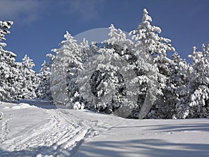 Winter Landscape, Tree Forest Covered by Snow