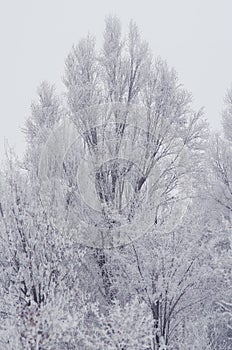 Winter Landscape, tree in frost.
