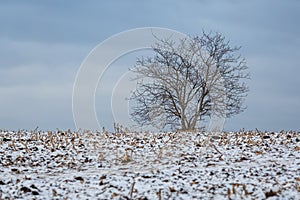 Winter landscape with a tree on horizon