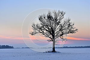 Alone tree in a field . Winter season.