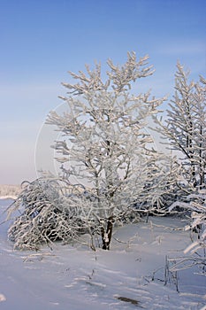 Winter landscape. A tree in the snow.