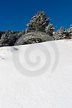 Winter landscape tree on snow