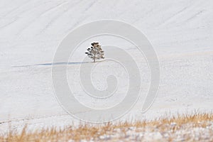 Winter landscape, a tree stand alone on white snow field