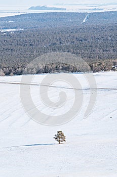 Winter landscape, a tree stand alone on white snow field with forest. Solitude and minimal concept