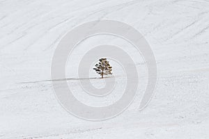 Winter landscape, a tree stand alone on white snow field. Solitude and minimal concept
