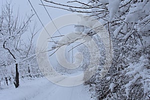 Winter landscape with trees