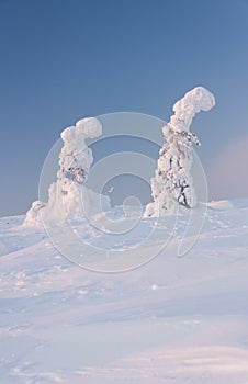 Winter landscape and trees